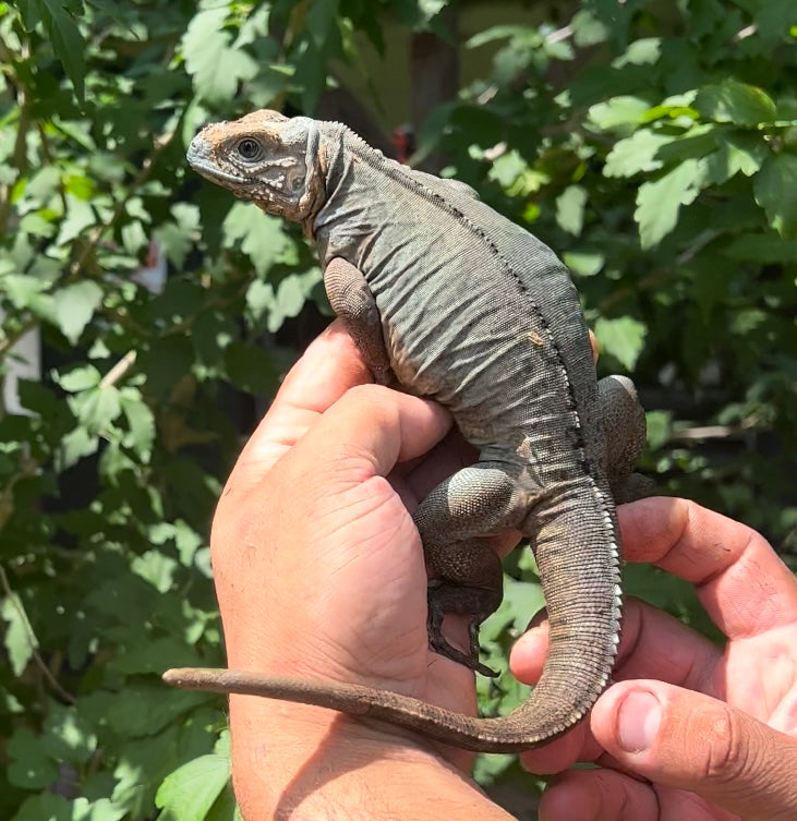 Rhino Iguana (Regen Tail)