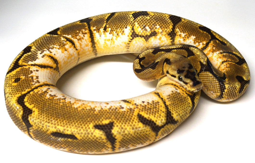 Male Juvenile Stinger Ball Python