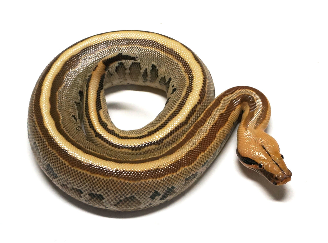 Female Super Stripe Ultra-Breit Short Tail Python