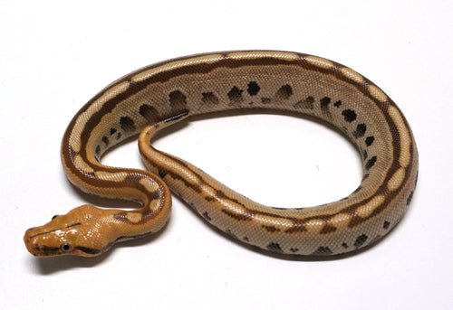 Female Stripe Ultra-Breit Short Tail Python