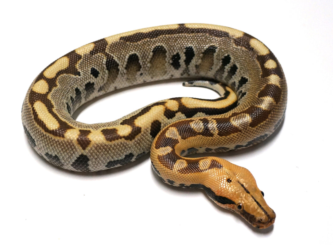 Male Ultra-Breit Short Tail Python