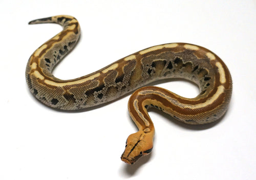 Male Ultra-Breit Short Tail Python