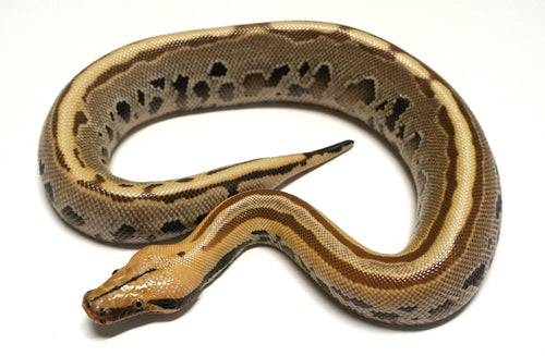 Female Ultra-Breit Short Tail Python