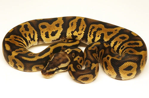 Male Pastel Leopard Ball Python