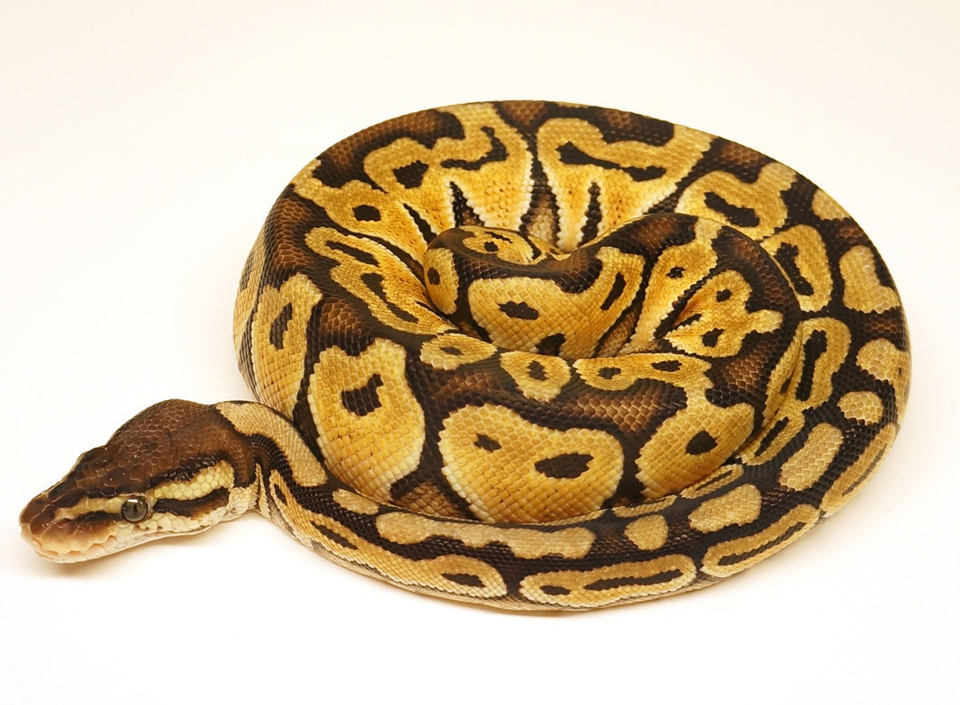 Female Pastel (Possible Vanilla) Ball Python