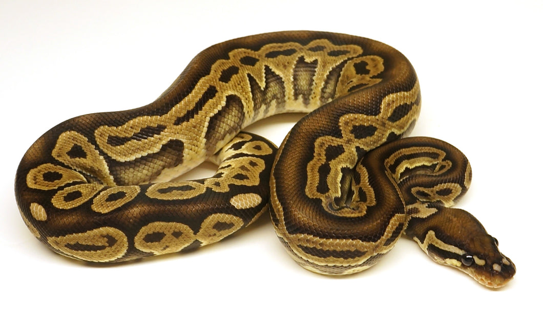 Male Red Axanthic Ball Python